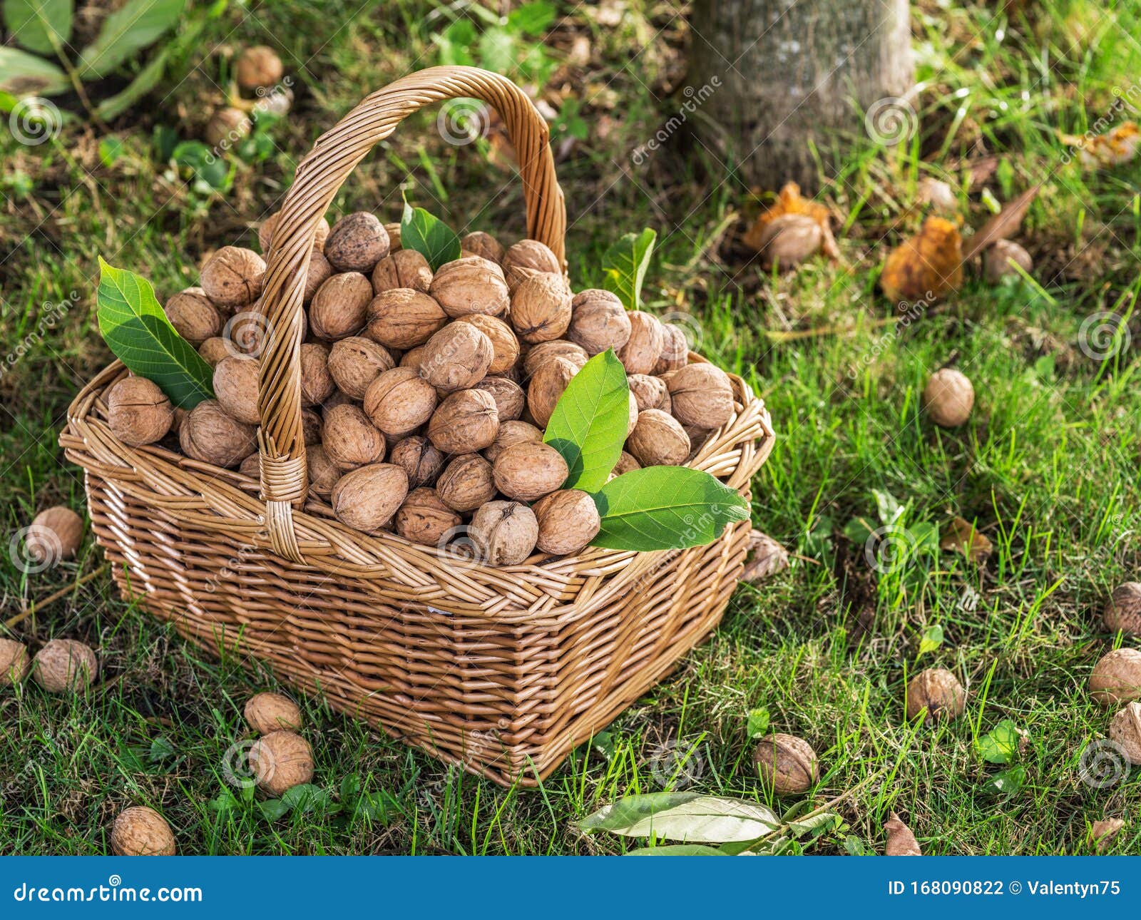 Walnut Harvest. Walnuts in the Basket on the Green Grass Stock Photo