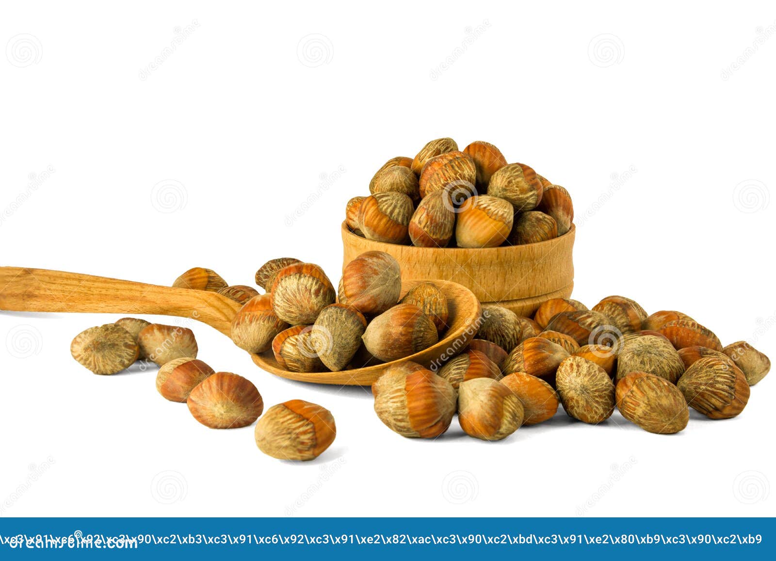 Walnut Hazelnut Isolate on a White Background. Nuts Hazel of a T Stock