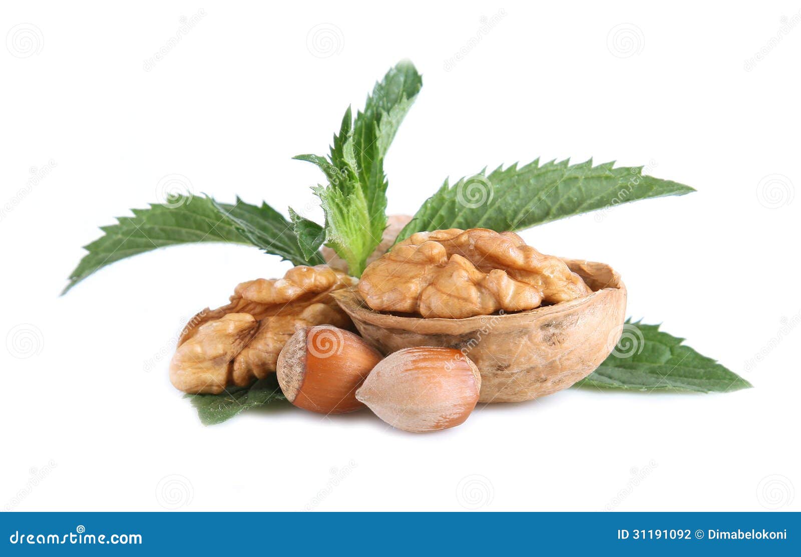 Walnut and hazelnut stock photo. Image of nucleus, white 31191092
