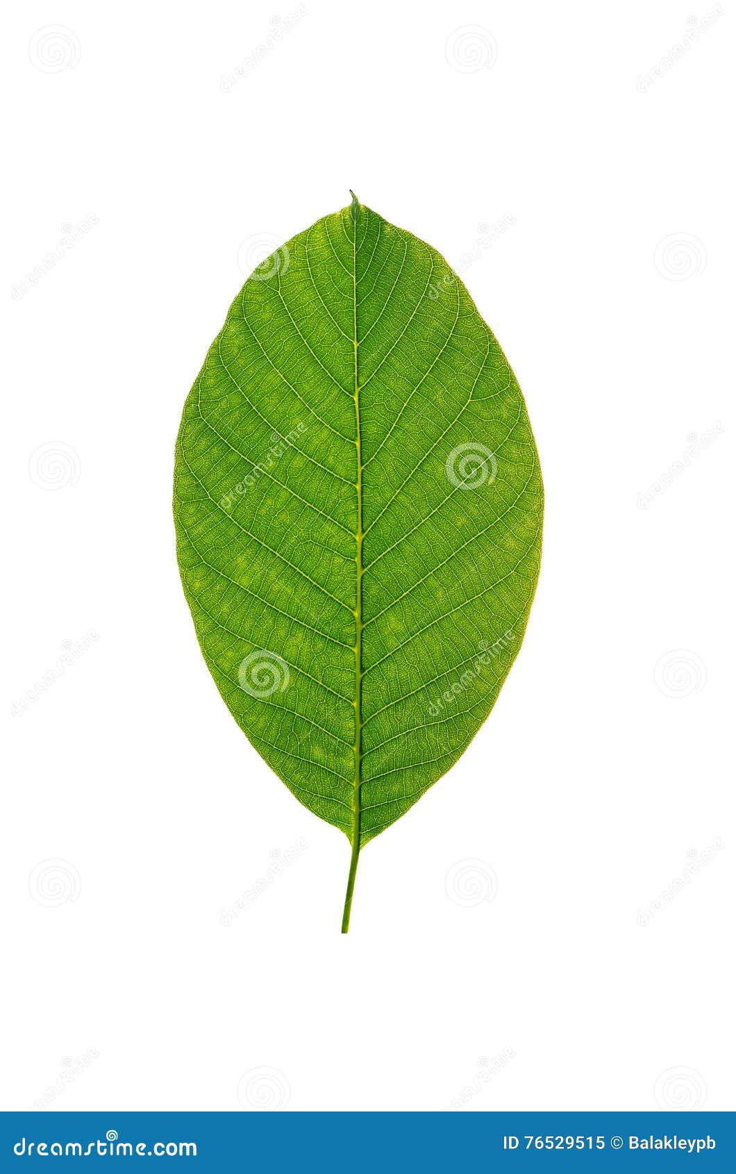 Walnut leaf stock image. Image of season, vein, white - 76529515
