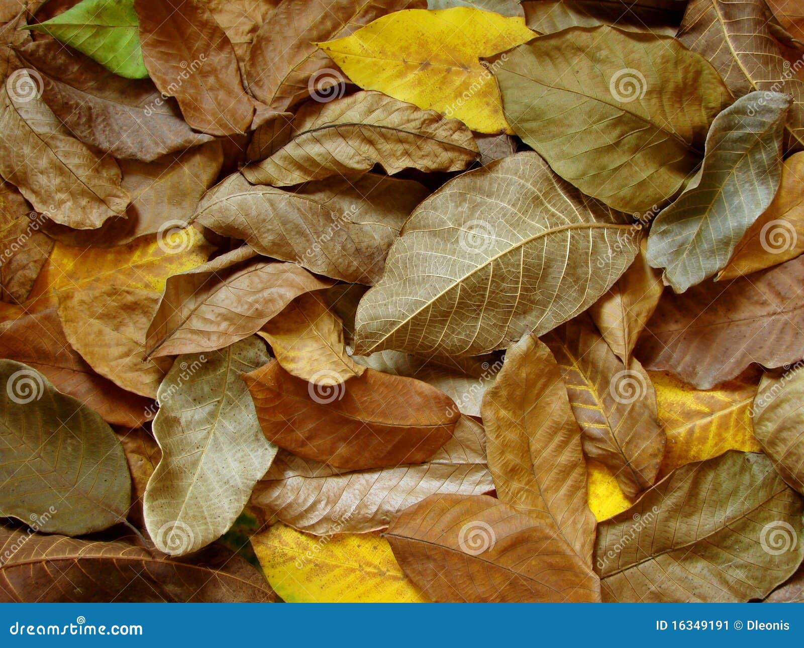 Walnut leaves stock image. Image of october, autumn, nature 16349191