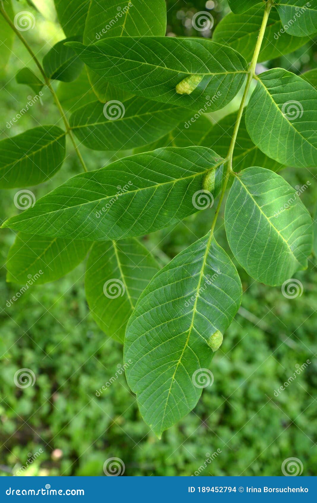walnut leaves infected with nut felt gall mite eriophyes tristriatus var. erineus nal