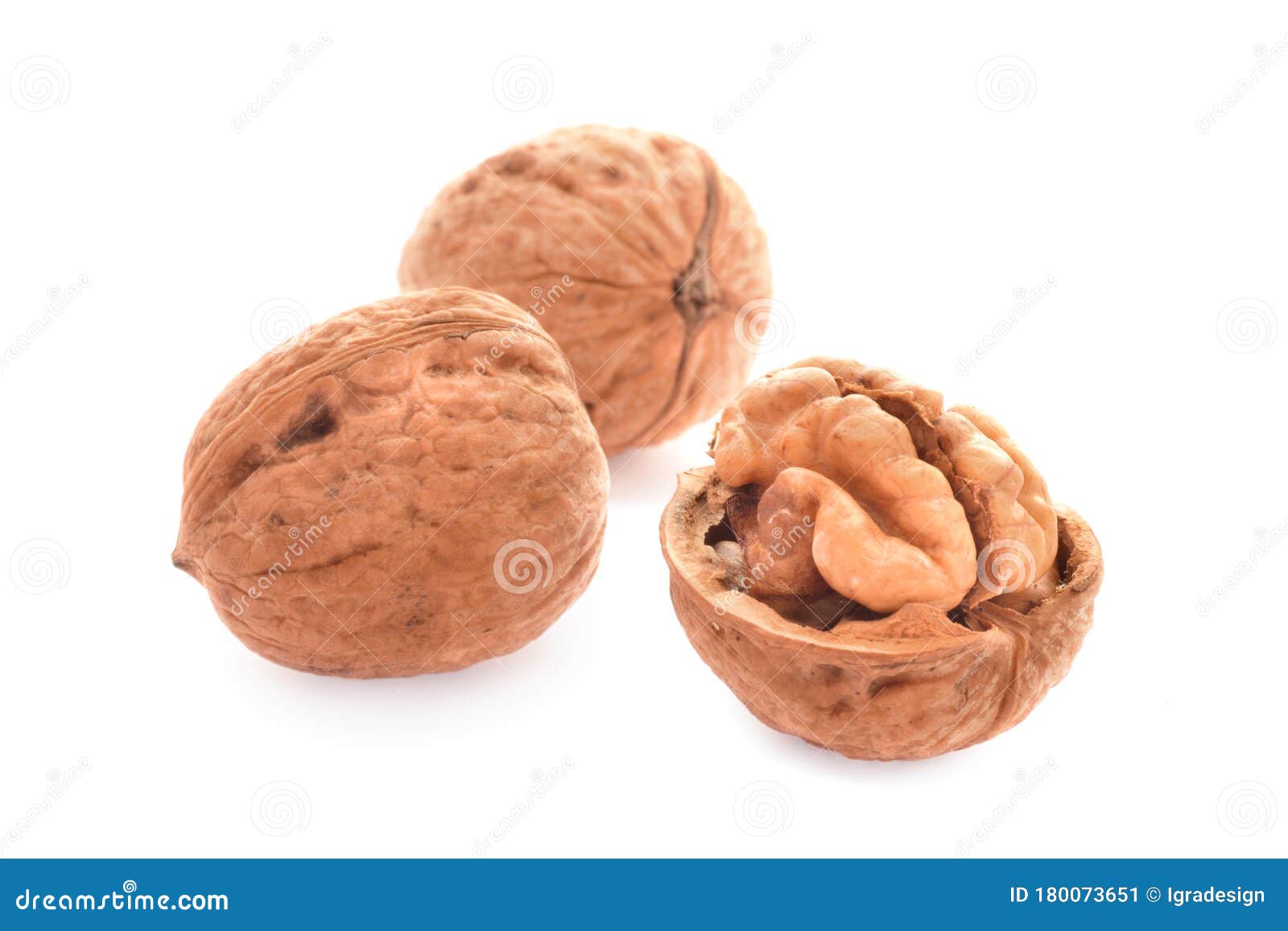 Walnut in Shell Isolated on White Stock Image Image of culinary