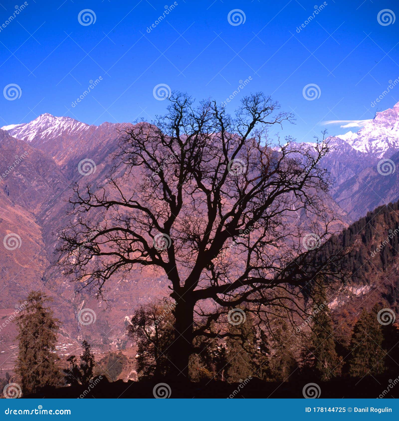 Walnut Tree in Front of the Mountains in Auli in the State of