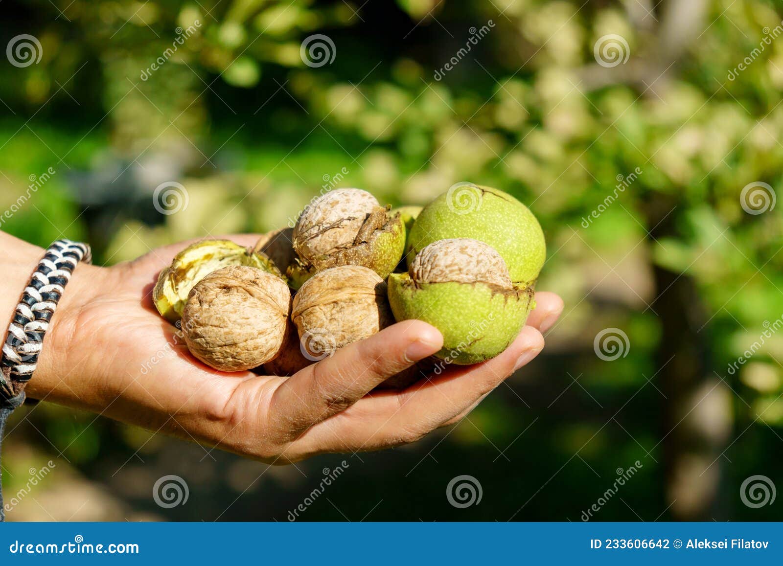 Walnut Tree and Hand Harvesting Walnut. Selective Focus Stock Photo