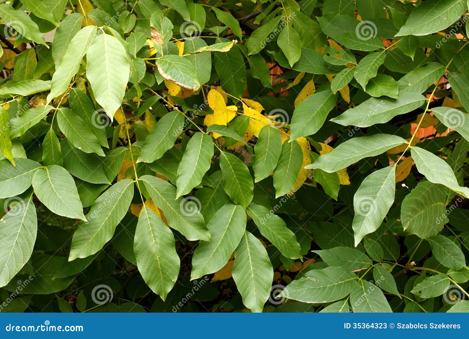 Walnut tree leaves stock image. Image of nature, natural 35364323