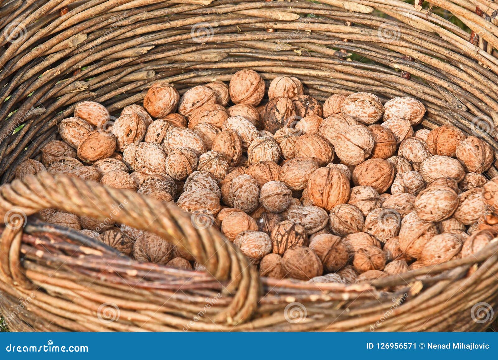 WALNUTS in BASKET stock image. Image of food, object 126956571