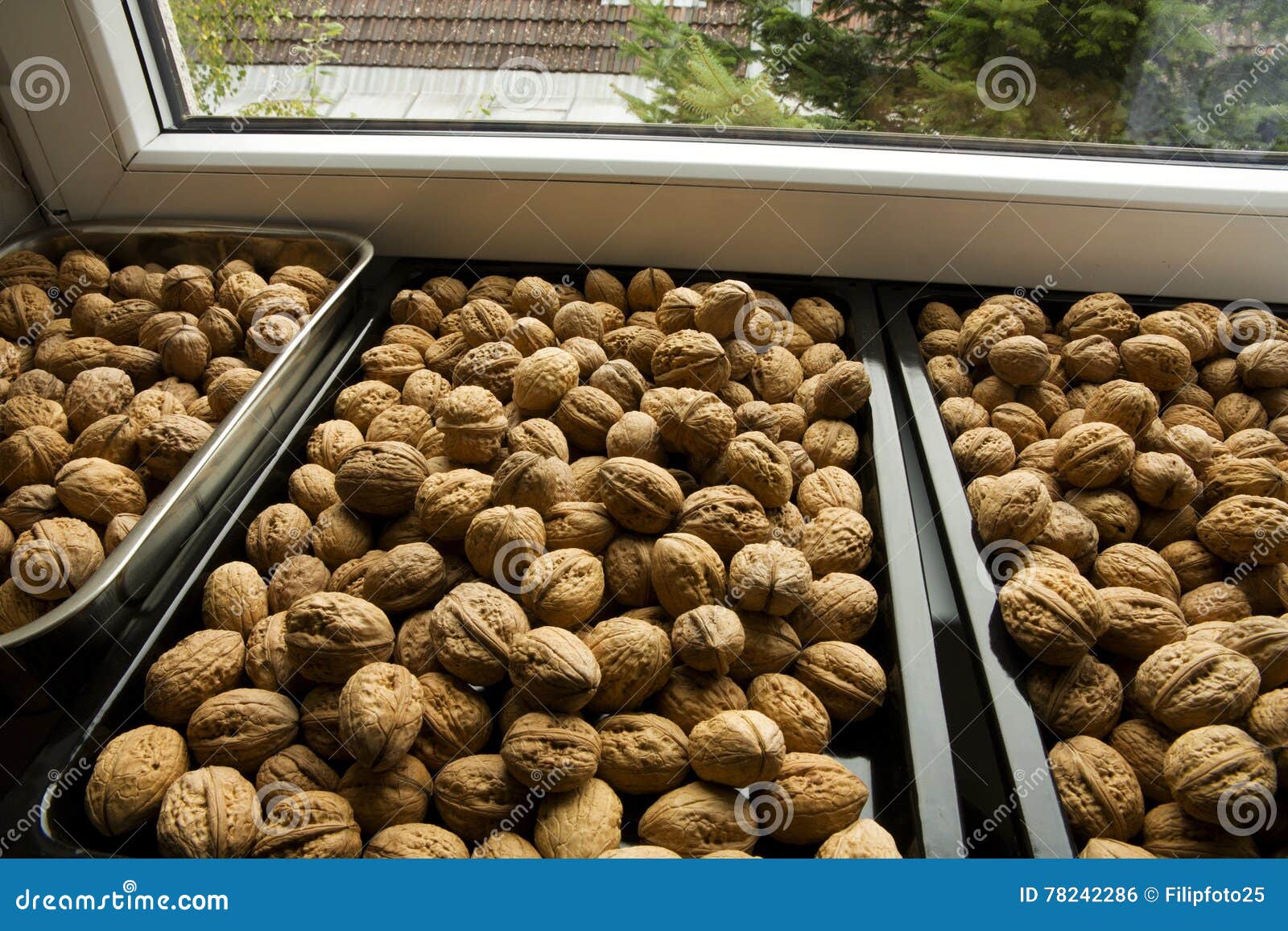 Walnuts drying in pans stock photo. Image of abstraction 78242286
