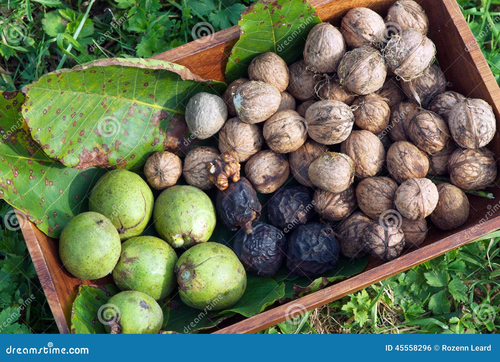 Walnuts stock photo. Image of shell, kernel, organic 45558296