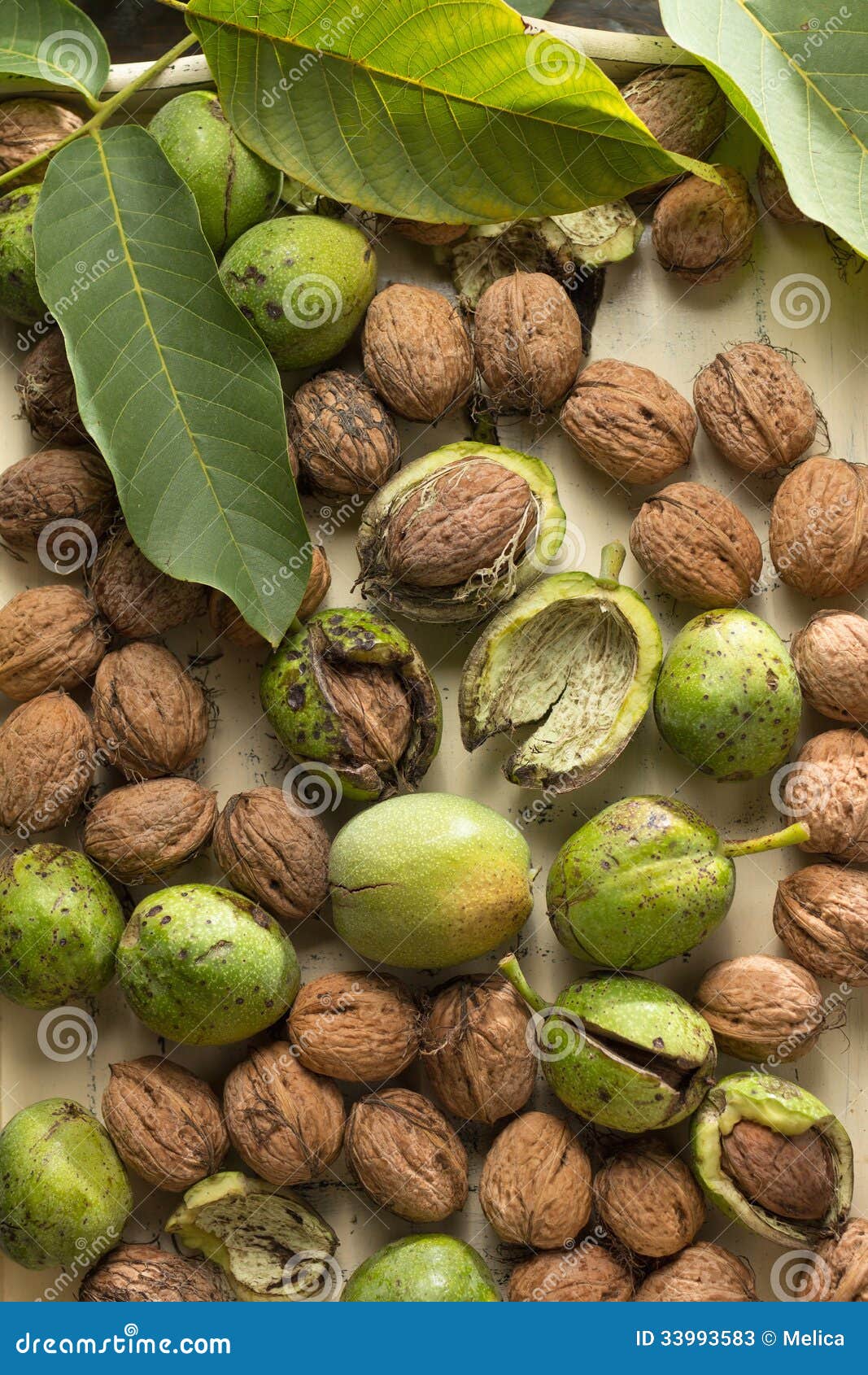 Walnuts stock image. Image of growth, branch, autumn 33993583