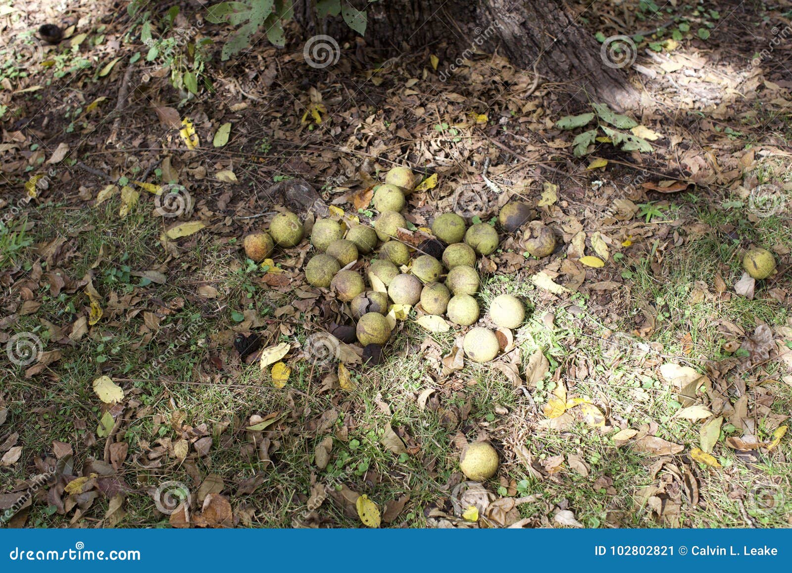 Walnuts on the Ground stock image. Image of farmers 102802821