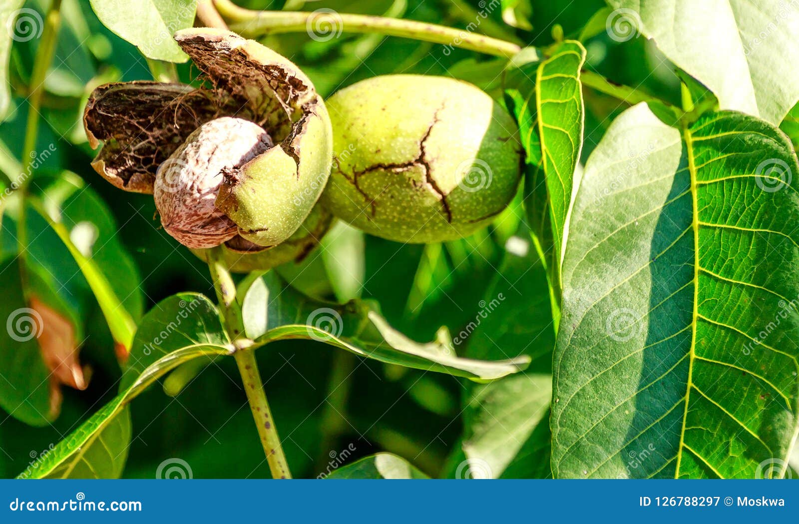 walnut and green
