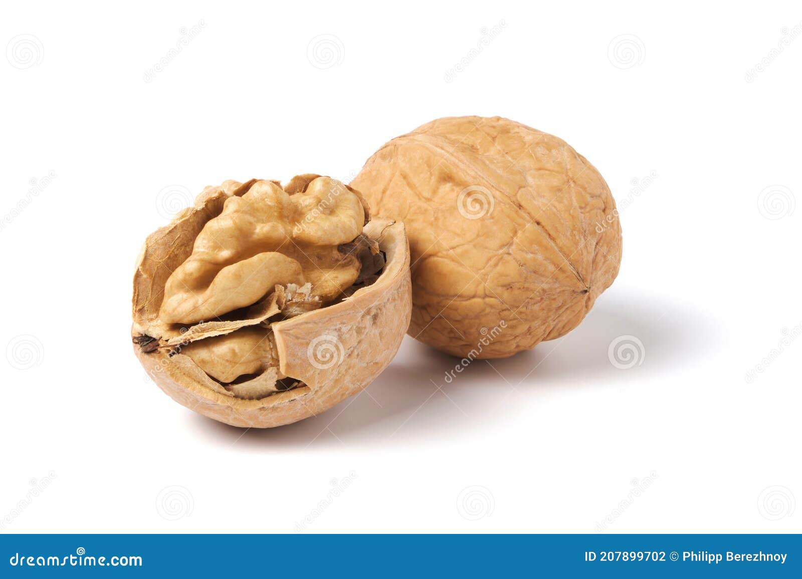 Walnuts Isolated on White. Walnut in a Nutshell Stock Photo Image of