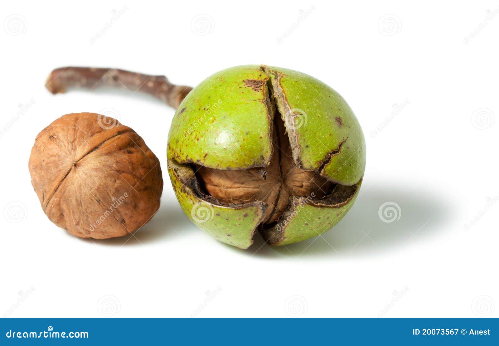 Walnuts In A Skin And Peeled Away Stock Image Image of nutshell, peel