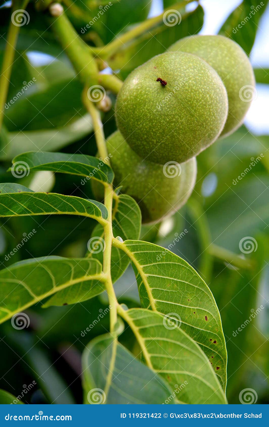 2 Unripe Walnuts on the Branch Stock Photo Image of unripe, leafveins