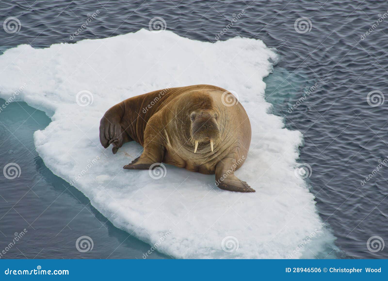 Walrus stock photo. Image of wild, marine, blubber, animal 28946506
