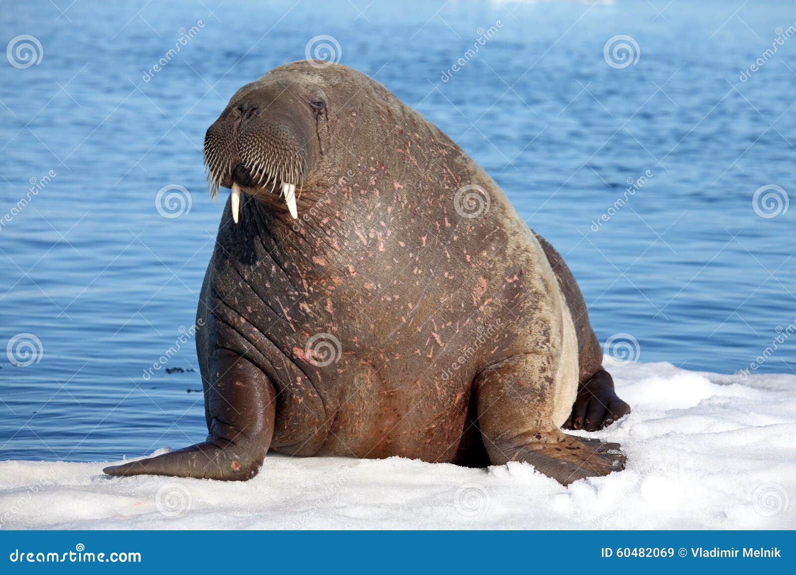 walrus cow on ice floe