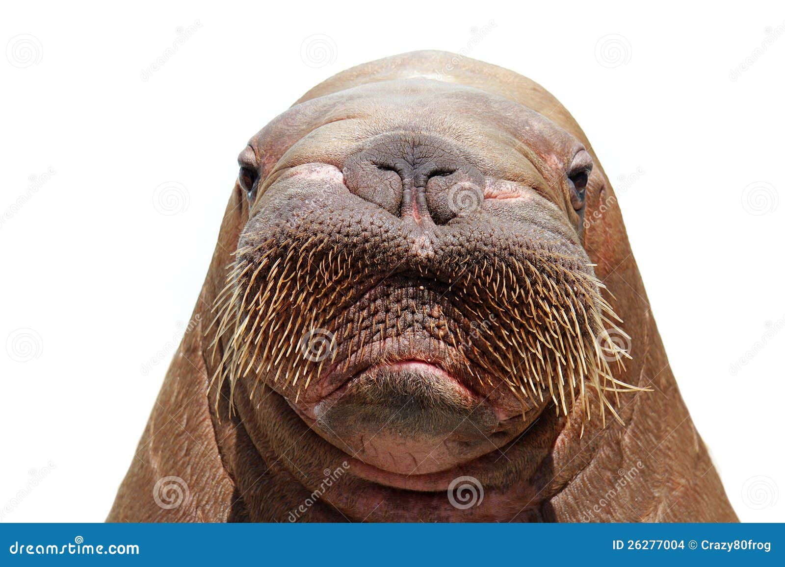 funny walrus face
