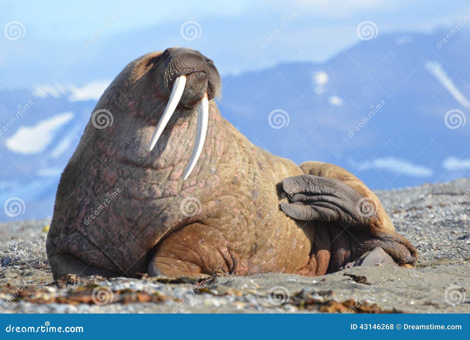 Walrus Walrus Facts