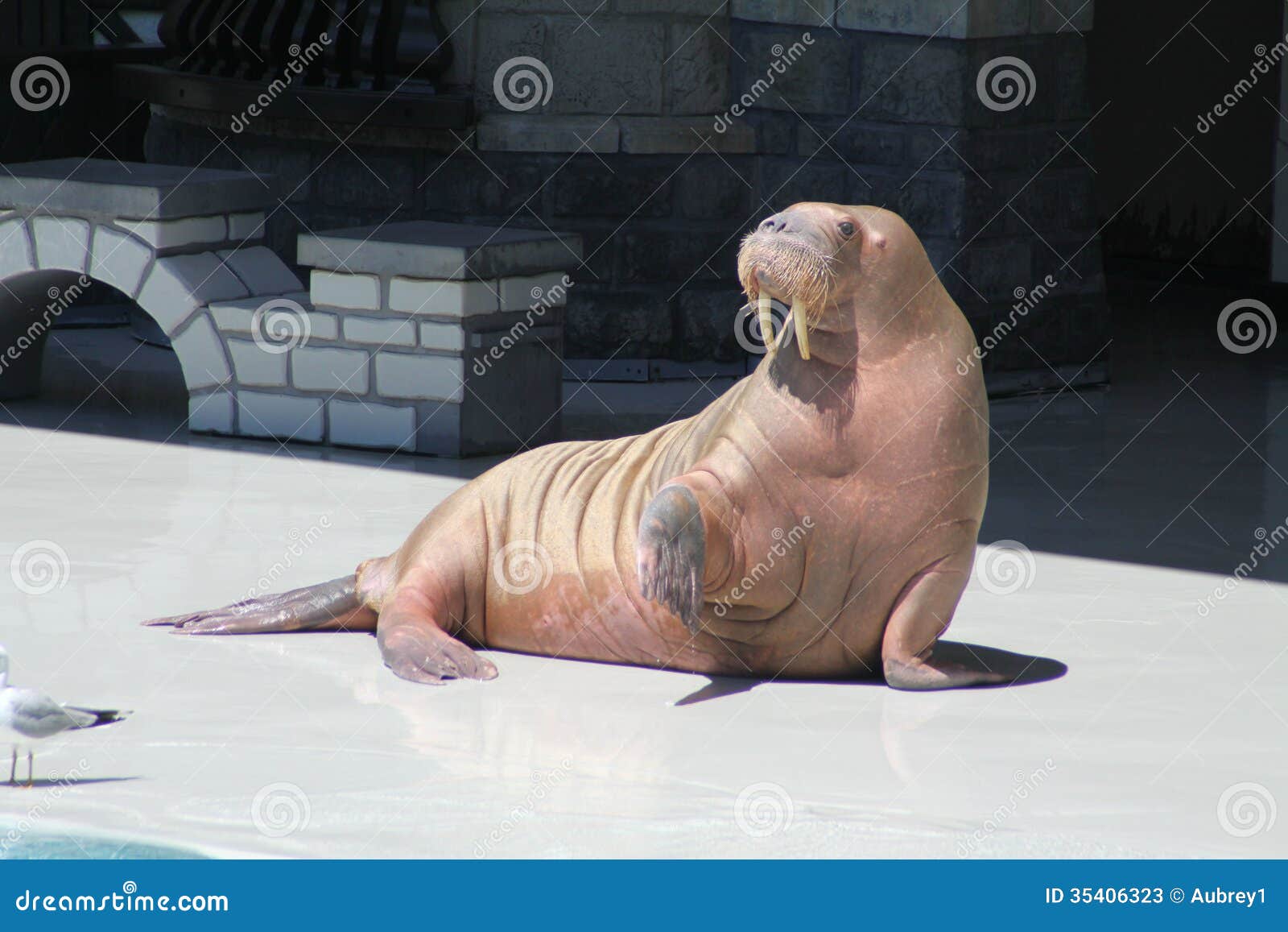 Walrus (raised flipper) stock image. Image of isolated
