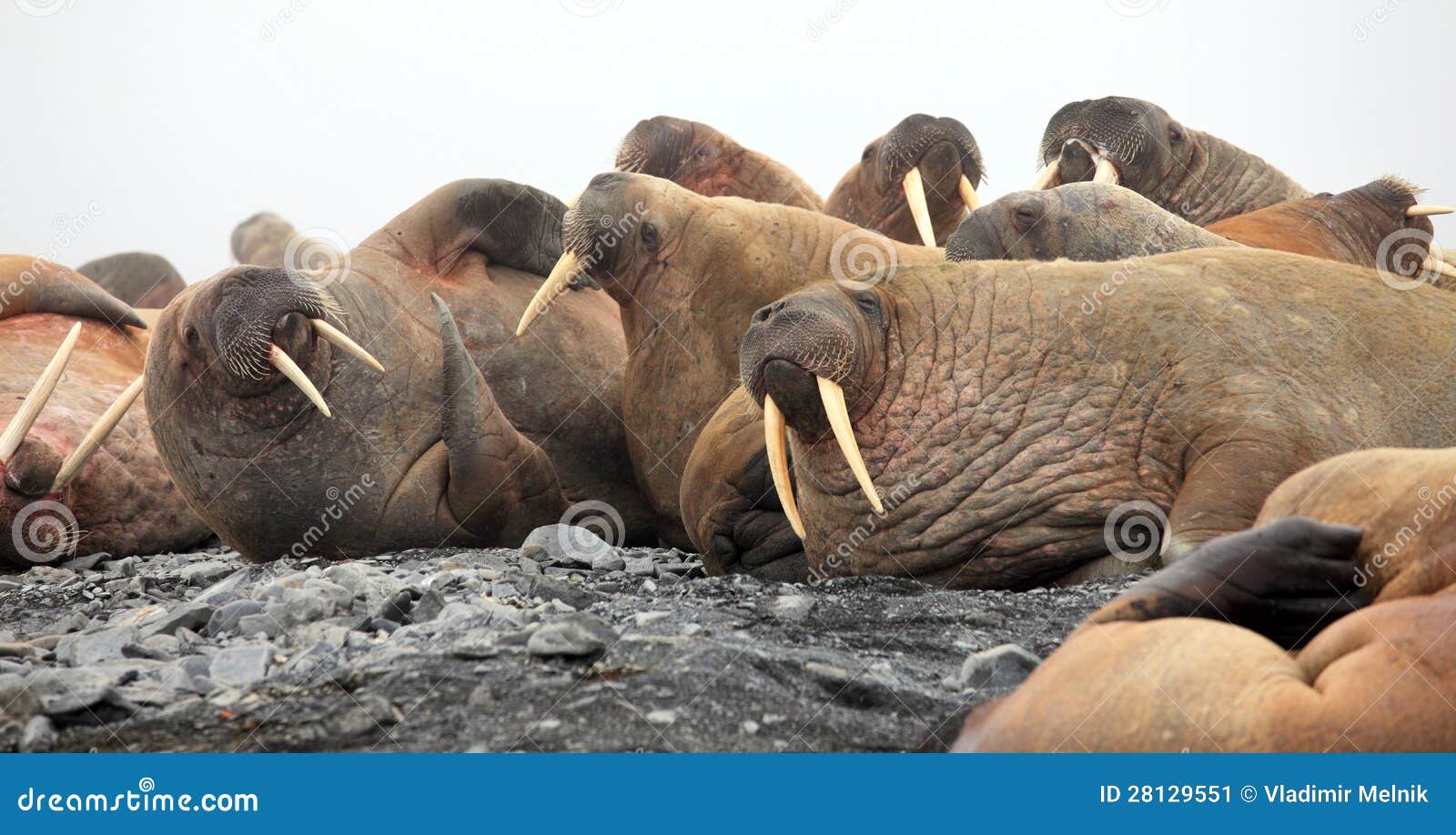 walrus rookery