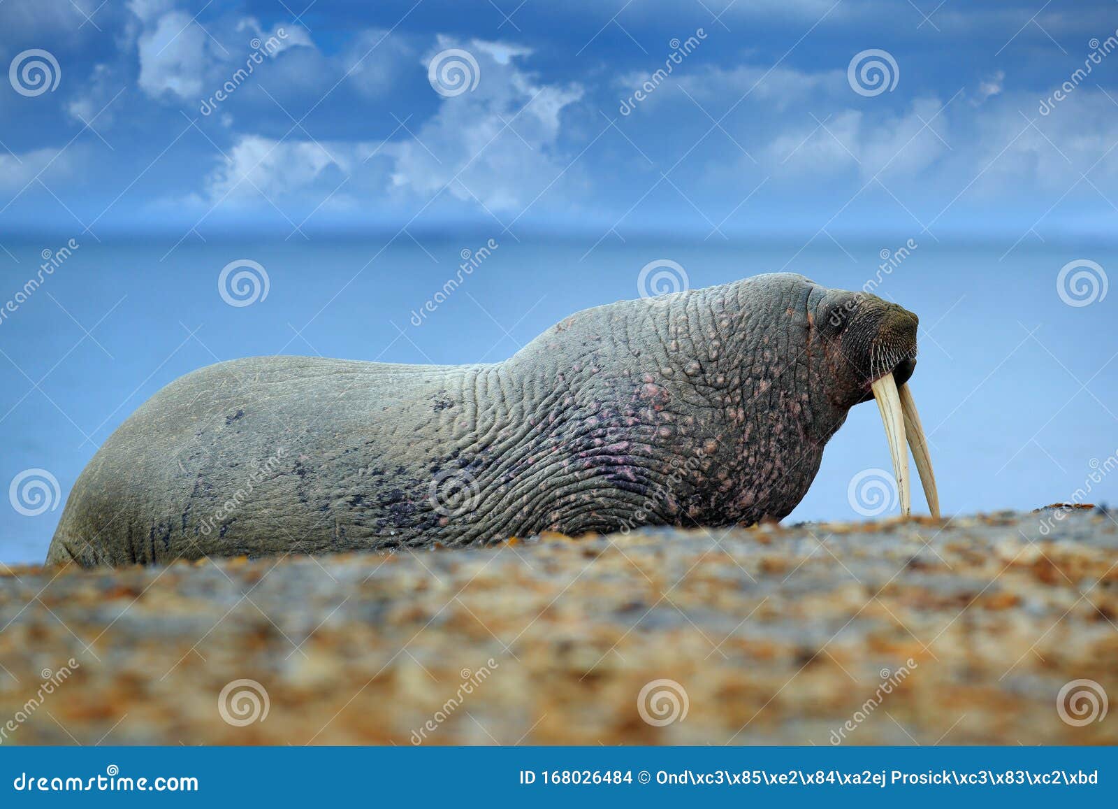Walrus on the Sand Beach. Detail Portrait of Walrus with Big White Tusk, Odobenus Rosmarus, Big Animal in Nature Habitat on Stock Photo - Image of ocean, looking: 168026484 Walrus on the Sand Beach. Detail Portrait of Walrus with Big White Tusk, Odobenus Rosmarus, Big Animal in Nature Habitat on Stock Photo - Image of ocean, looking: 168026484