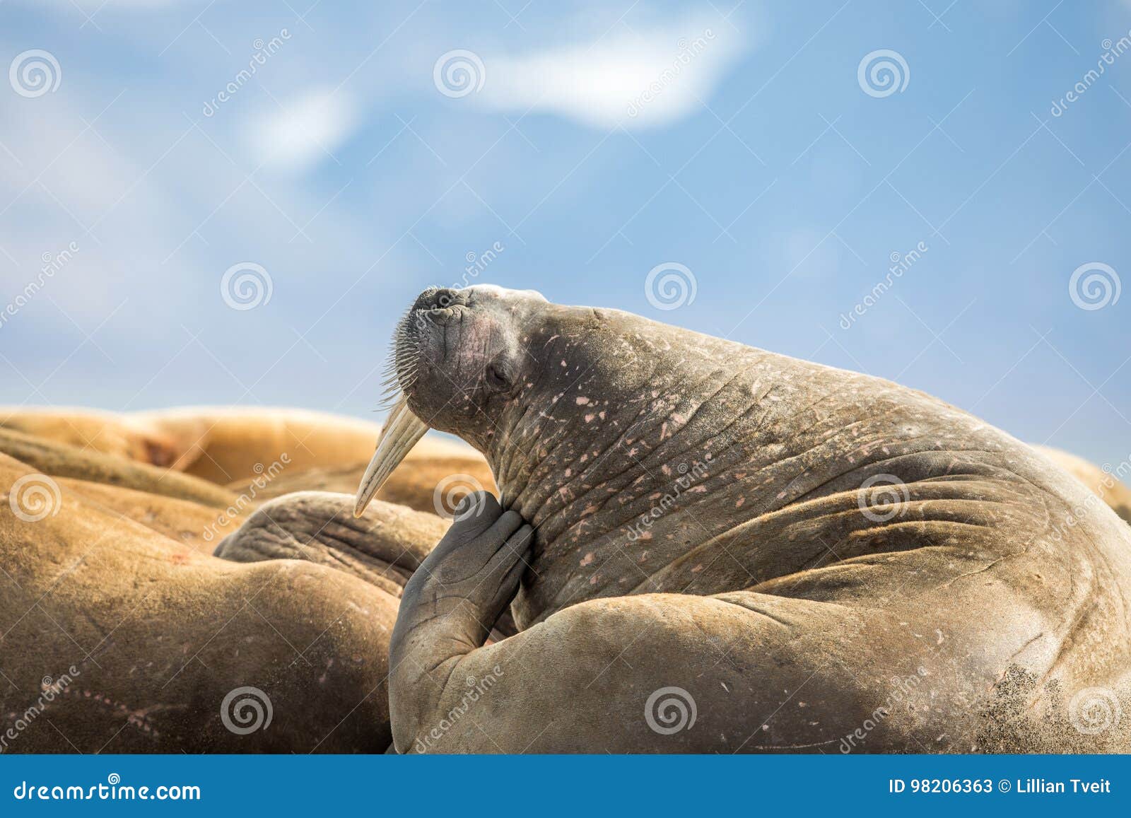 walrus scratching his head in a group of walruses on prins karls forland, svalbard