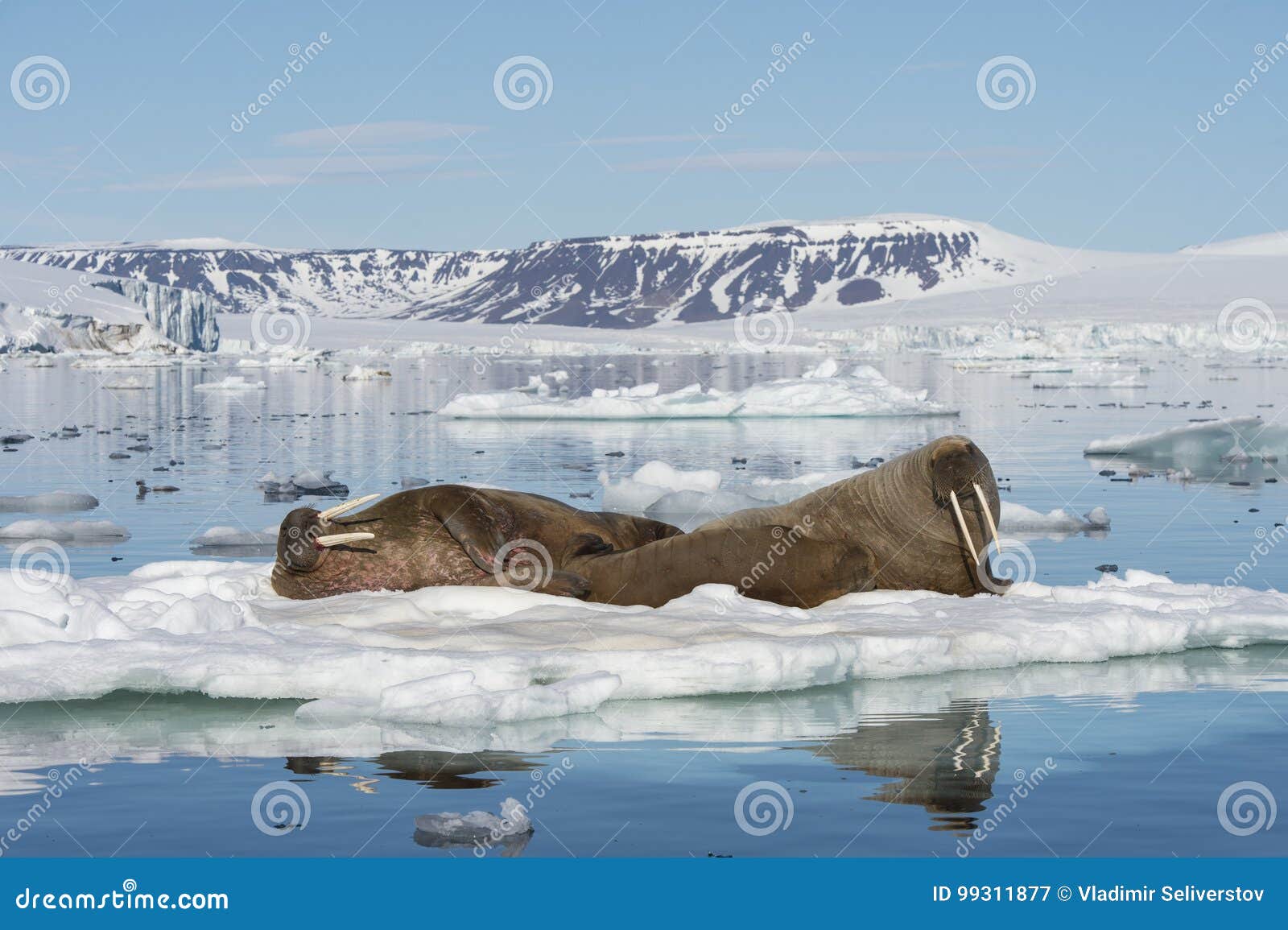 Walruses On Ice Flow Stock Image Image Of Tusk Water 99311877