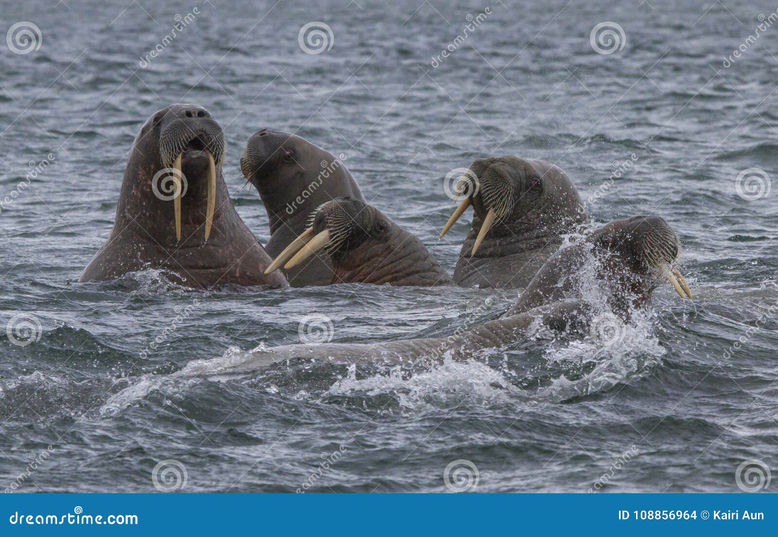 walruses in a water in svalbard