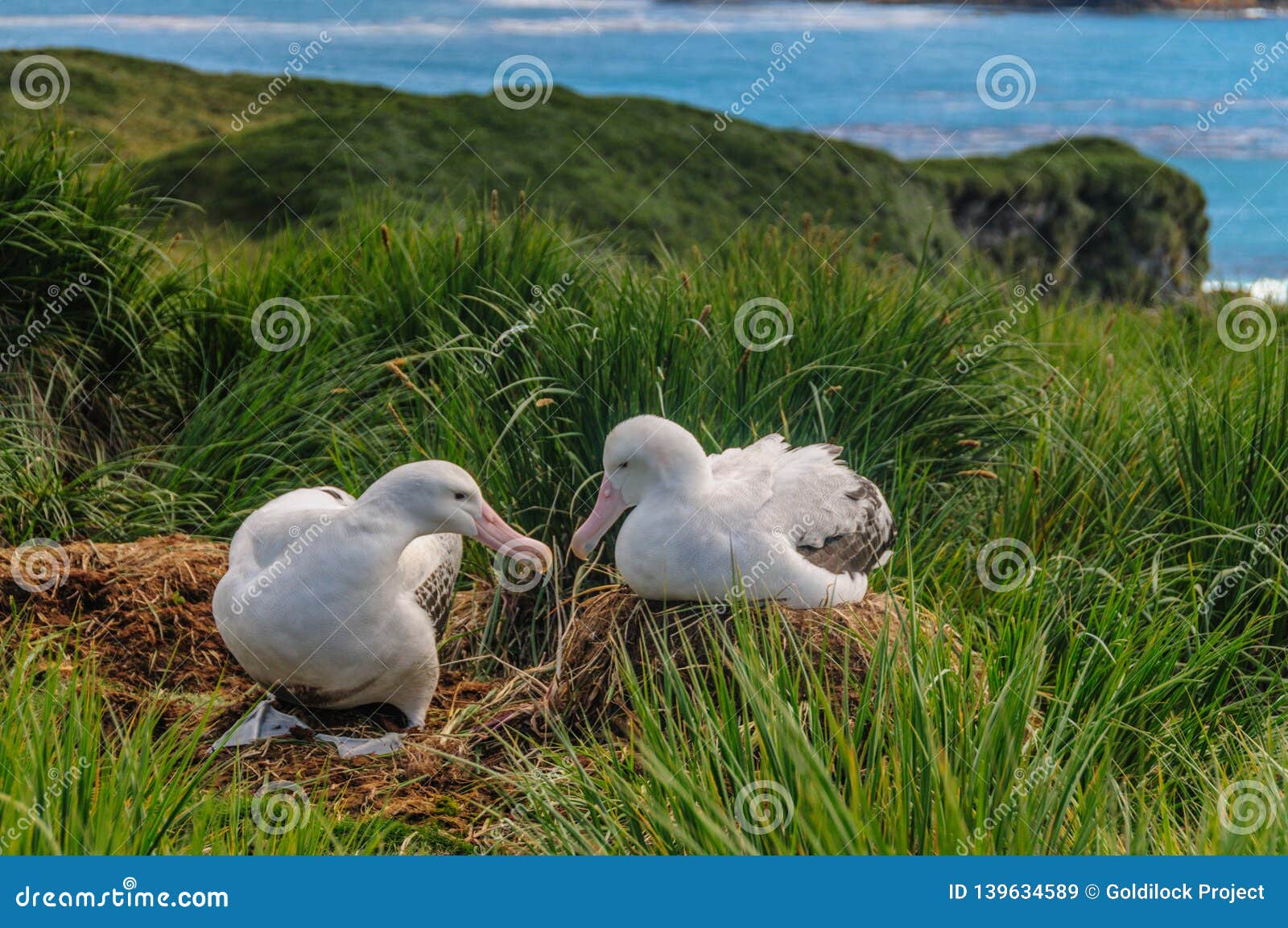 wandering albatross nesting behavior