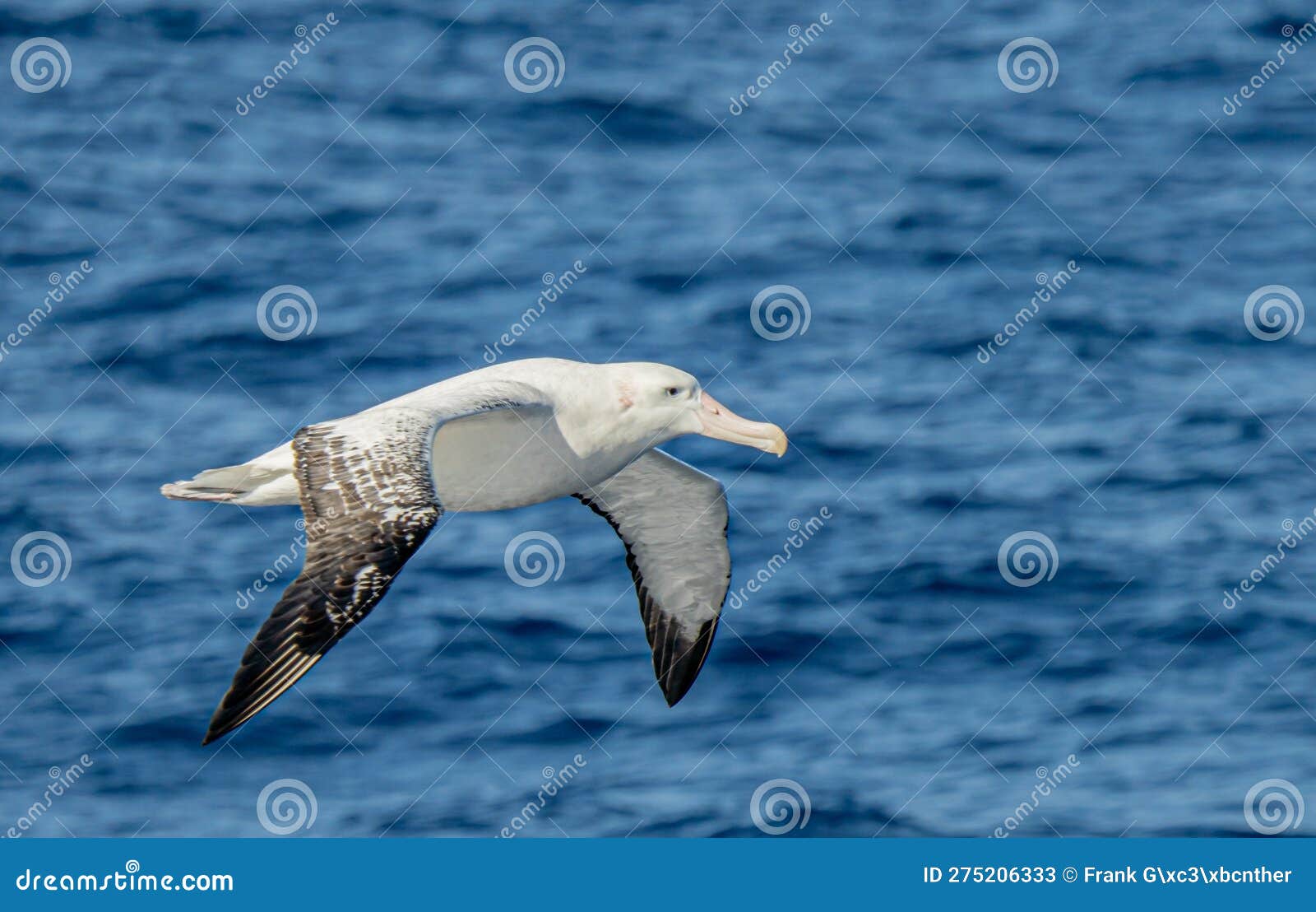 wandering albatross wingspan in metres