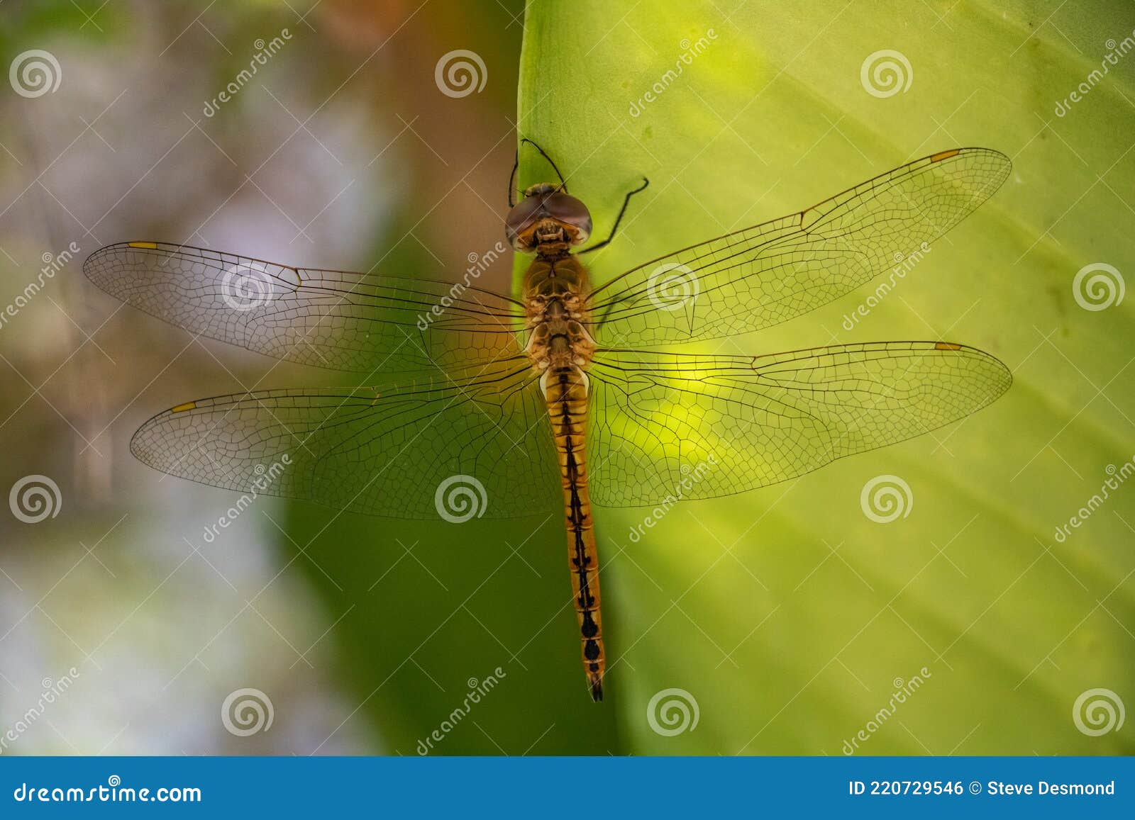 Wandering Glider Pantala Flavescens Stock Photo Image of animal