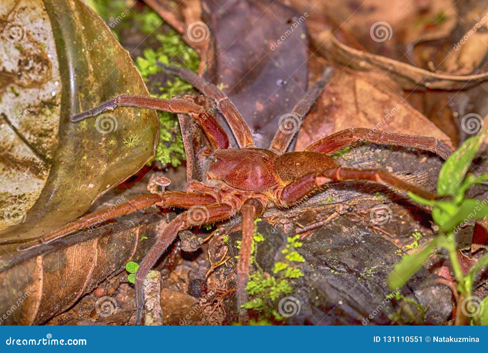 wandering spider peru