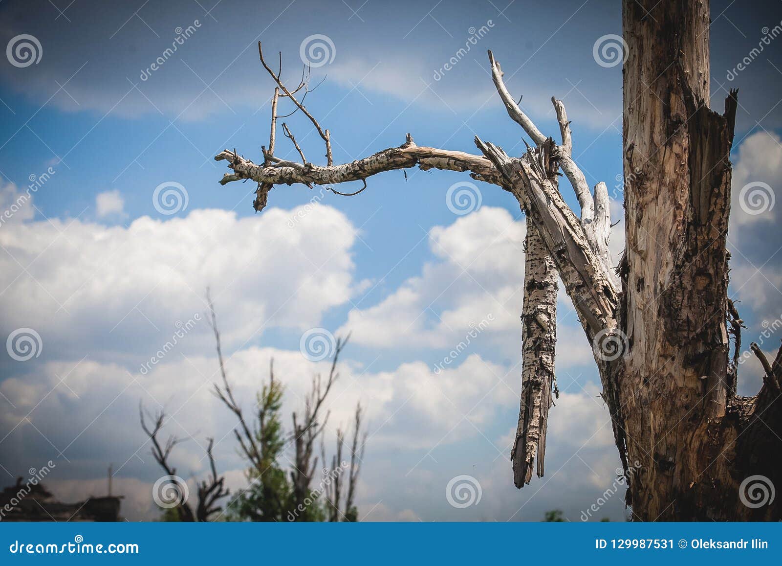 war, airport ruins in donbass, damaged tree