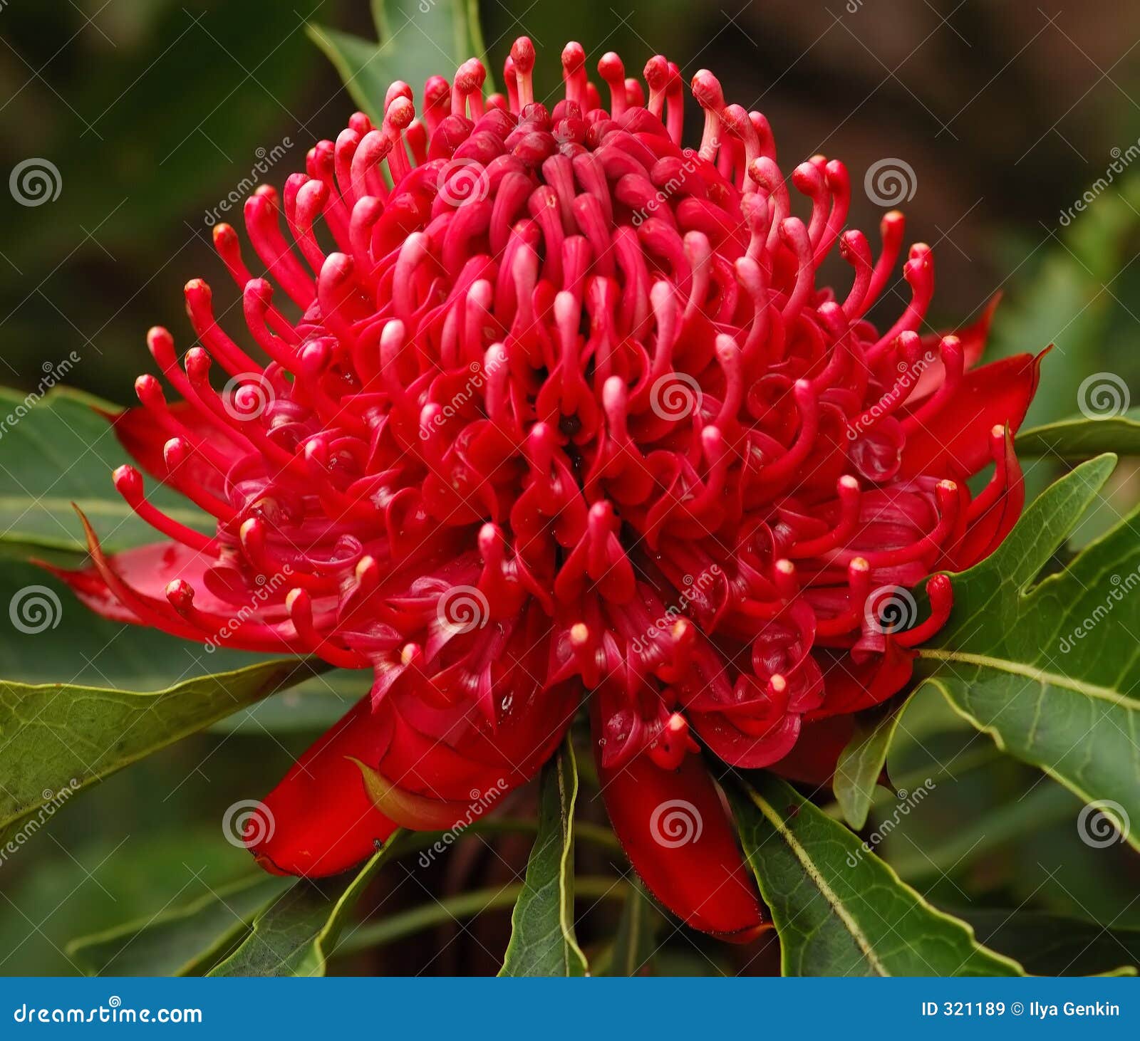 Waratah flower stock image. Image of official, logo, garden 321189