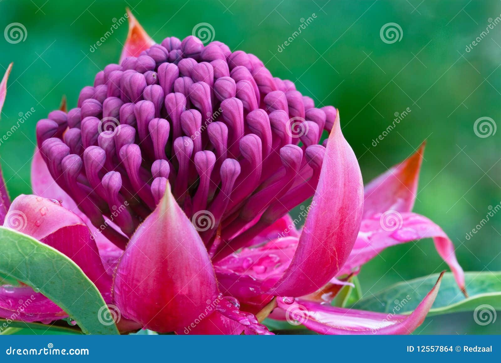 Waratah (Telopea Shady Lady ) Landscape View Stock Photo Image of
