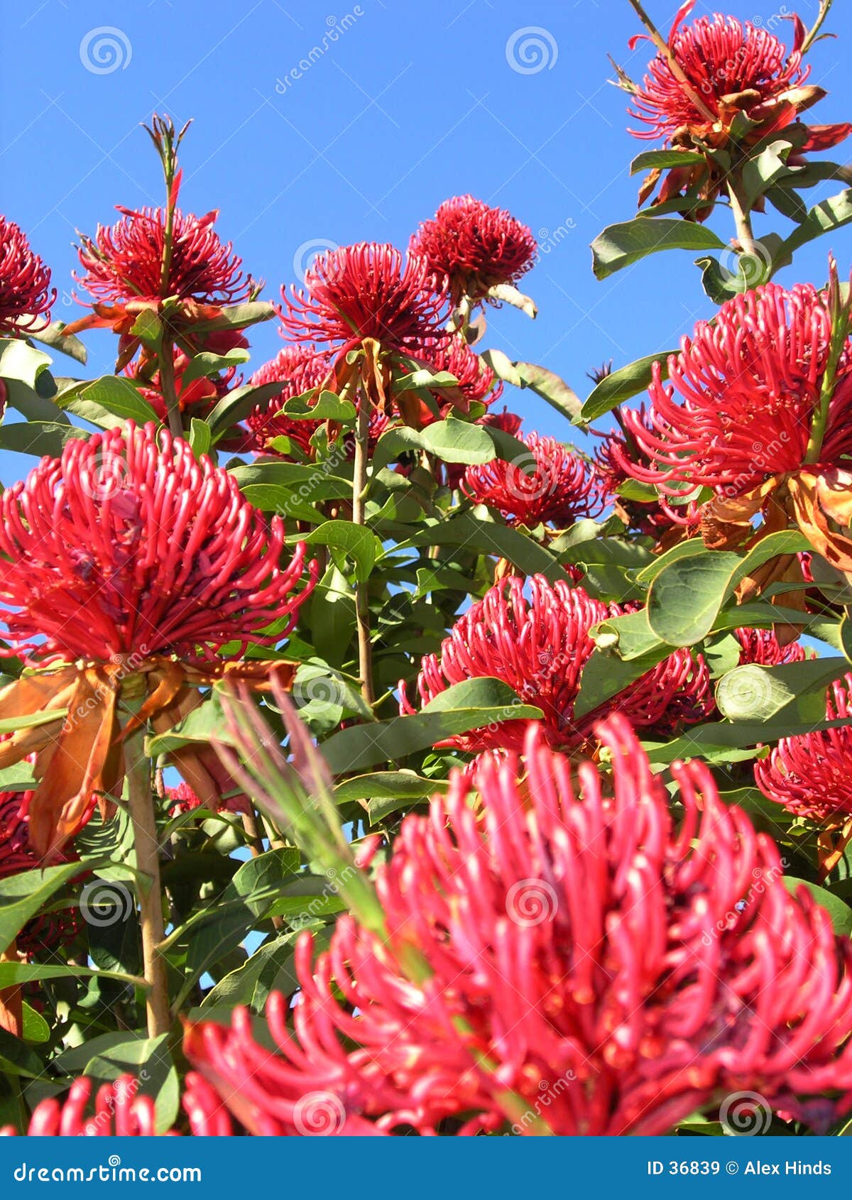 Waratah Tree stock image. Image of south, emblem, vegetation 36839