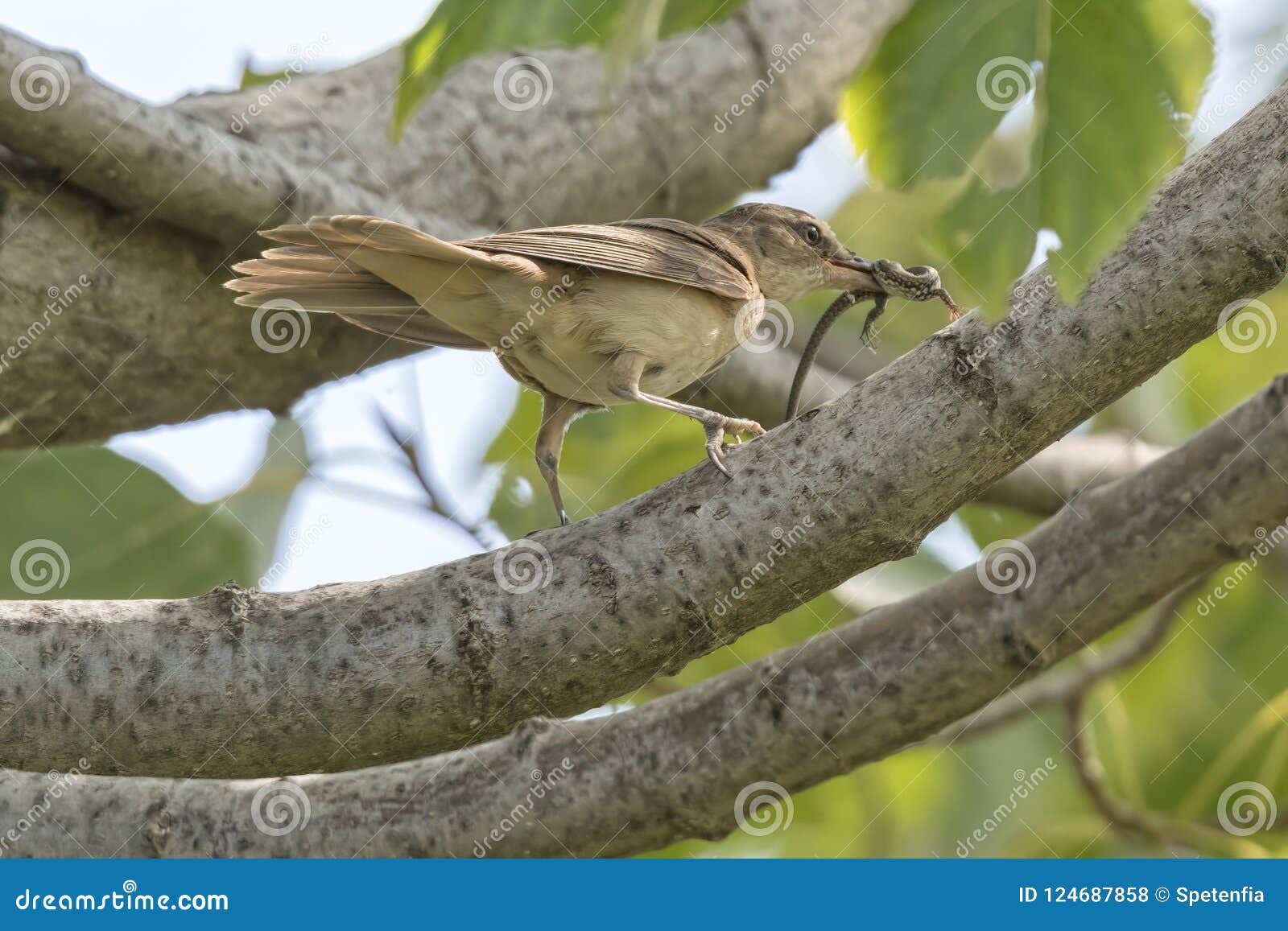 Warbler bird eating lizard stock photo. Image of green 124687858