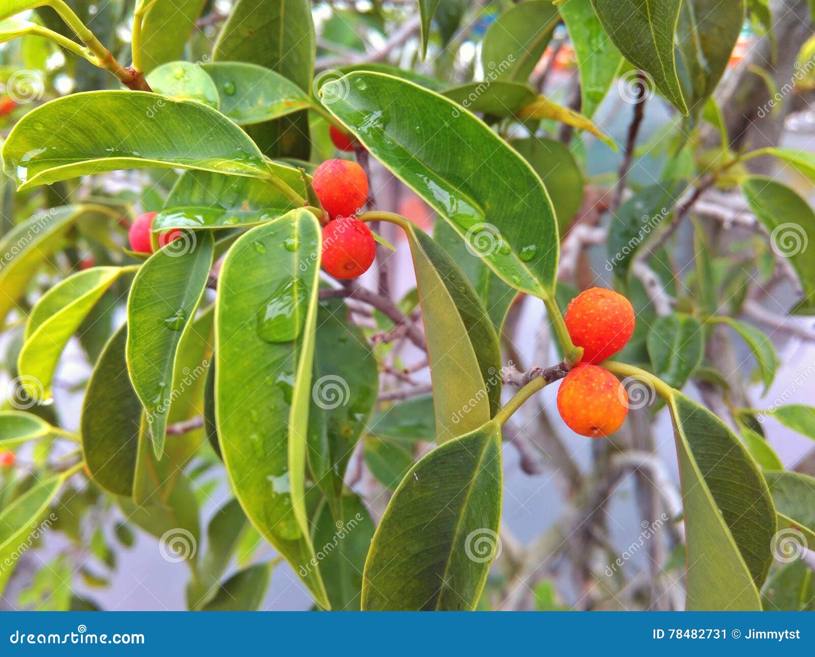 Ficus benjamina tree full of fruits youtubeyoutube