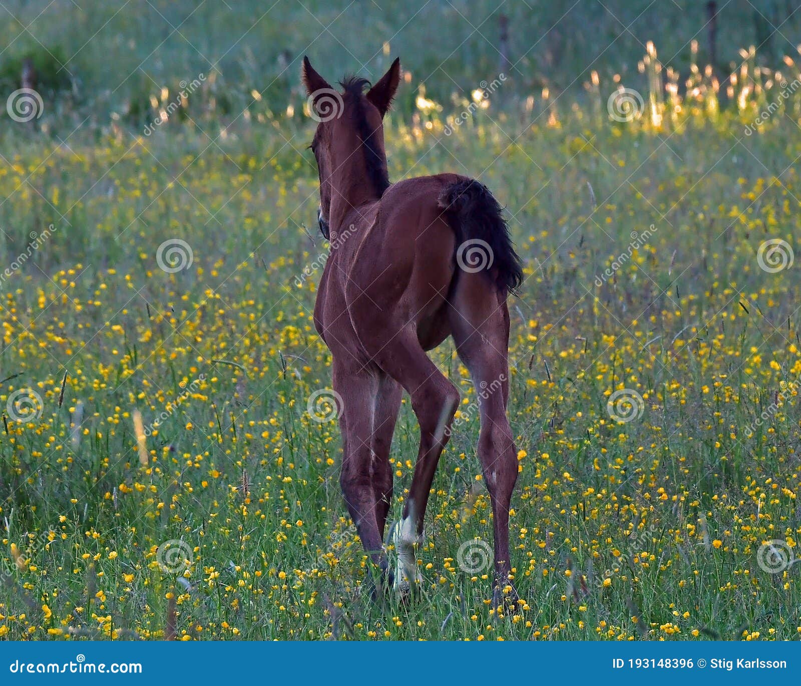 a warm-blooded foal playing on a summer meadow