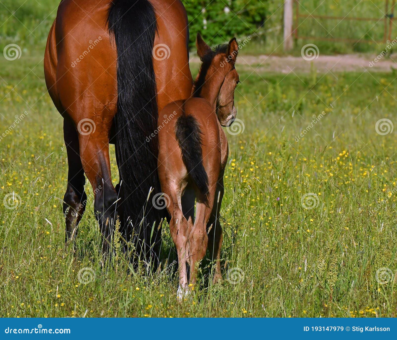 a warm-blooded foal of trotting horse
