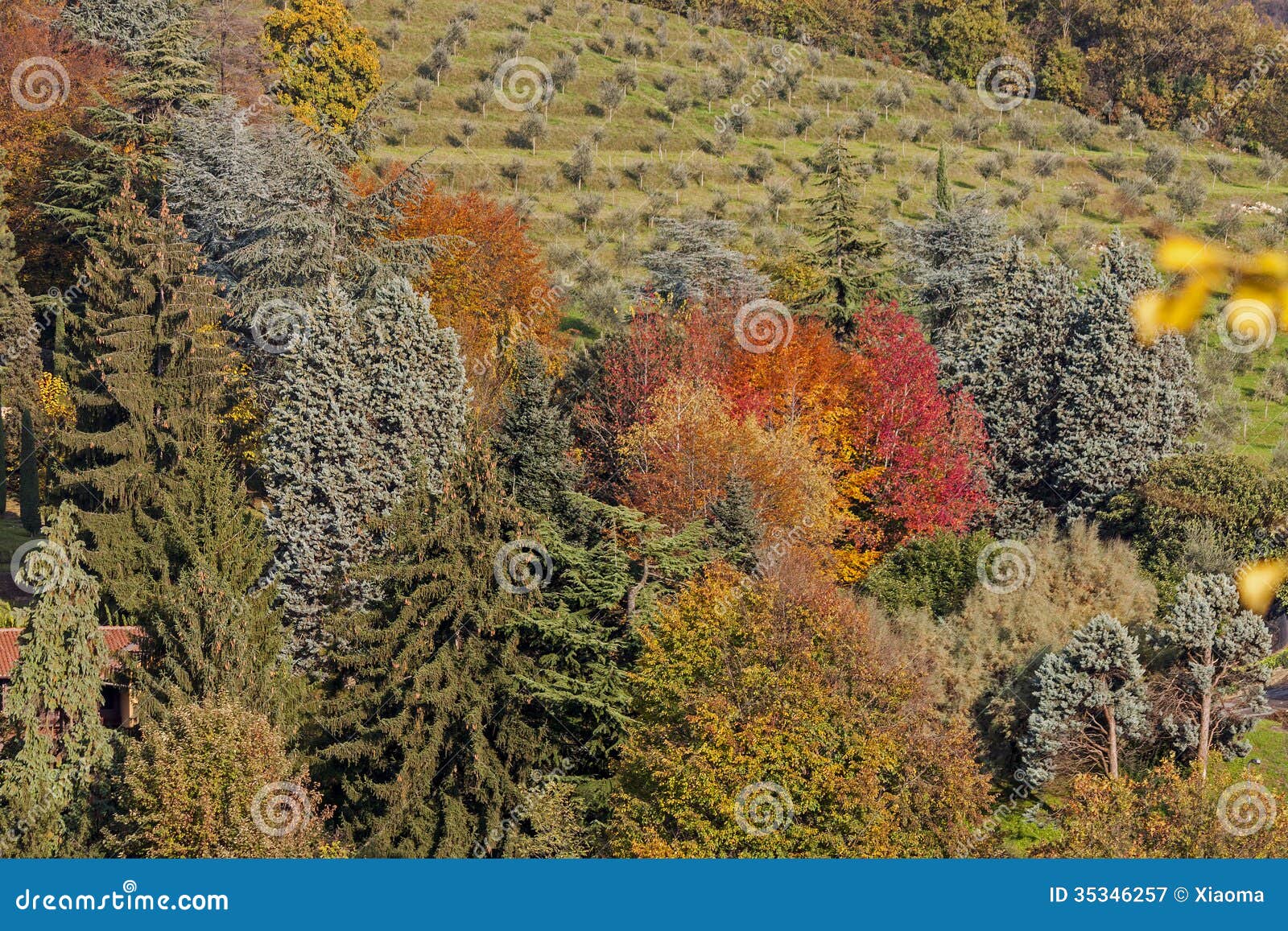 The warm color of autumn stock image. Image of leaves - 35346257