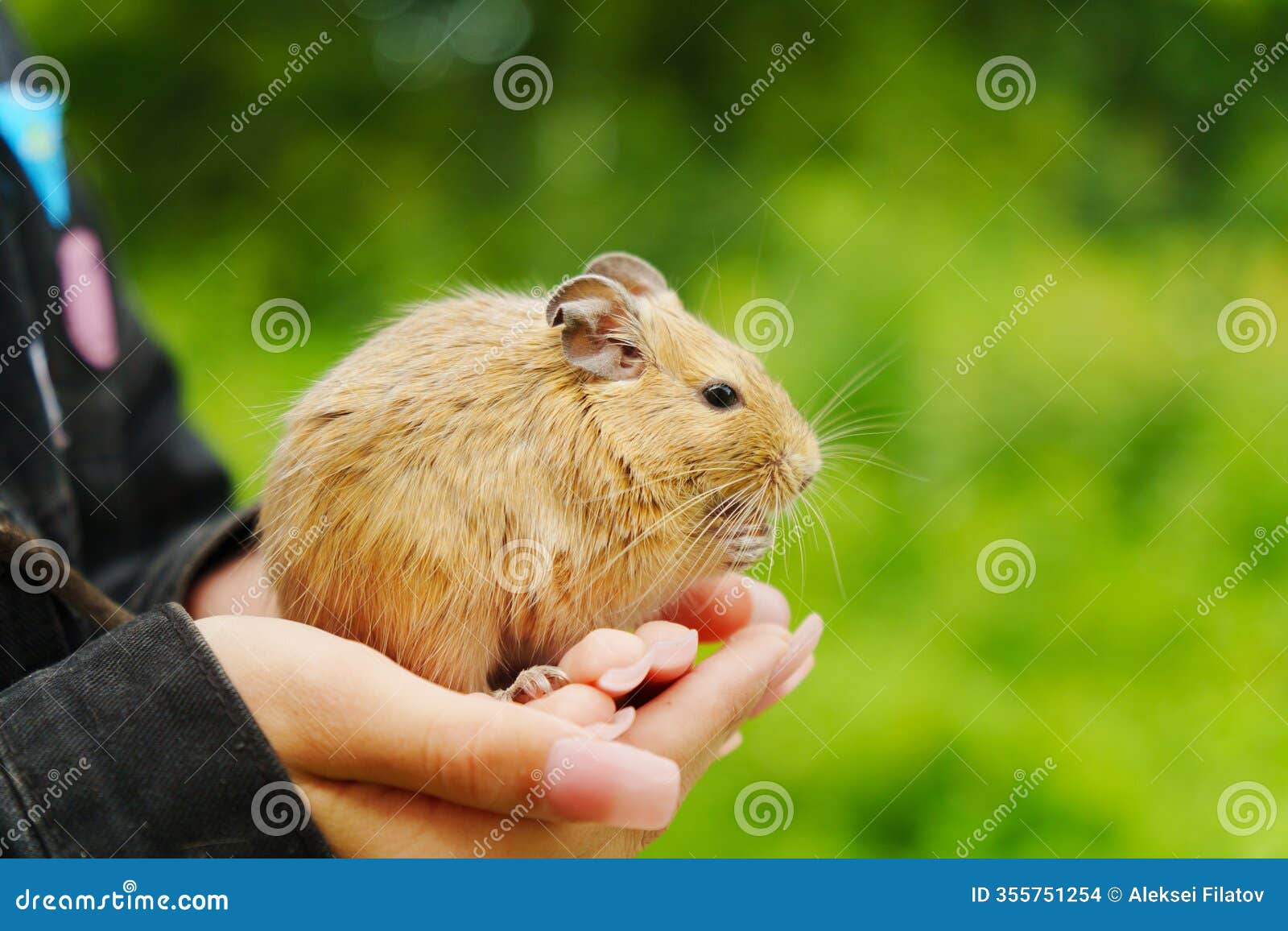 a playful squirrel happily munching on a treat, nestled in the gentle embrace of a loving hand during a sunny afternoon