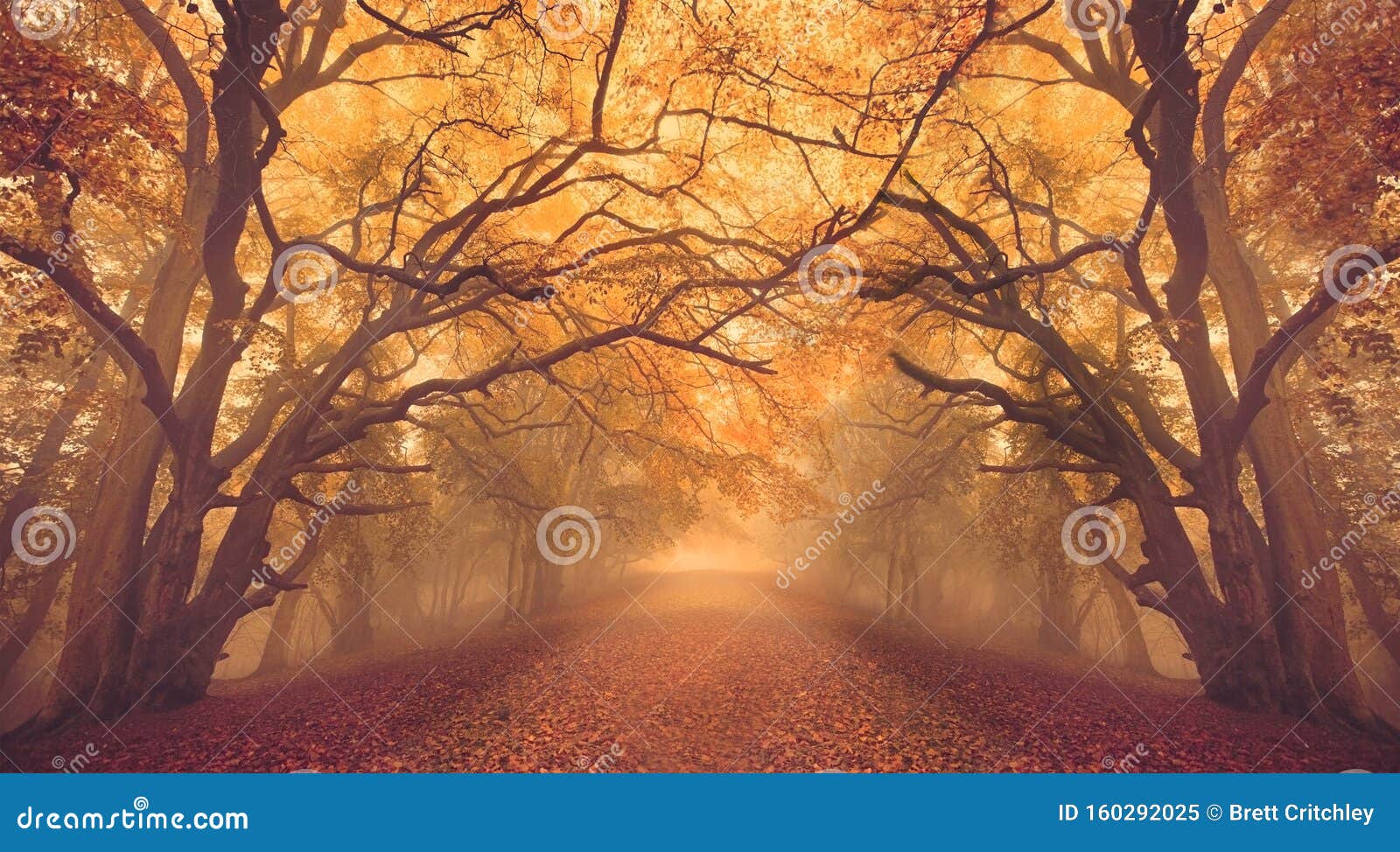 warm glow fall autumn forest woods with path