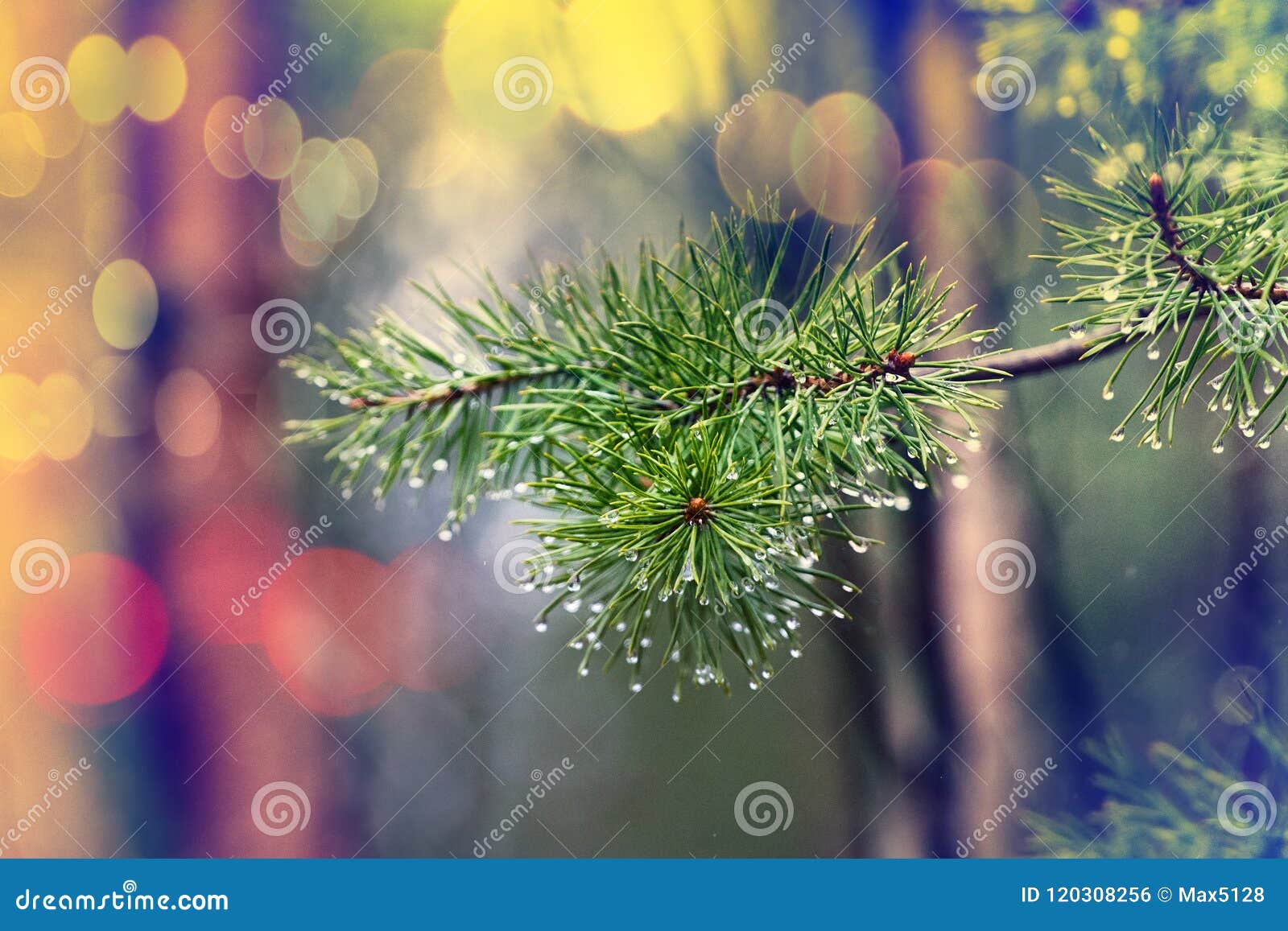 forest is crying drippings in day with fine rain