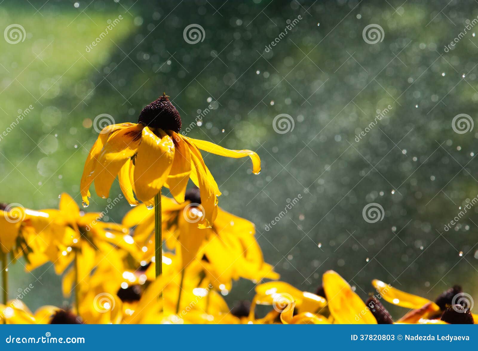 Warm Summer Rain Drops on Yellow Flowers Stock Image Image of grass