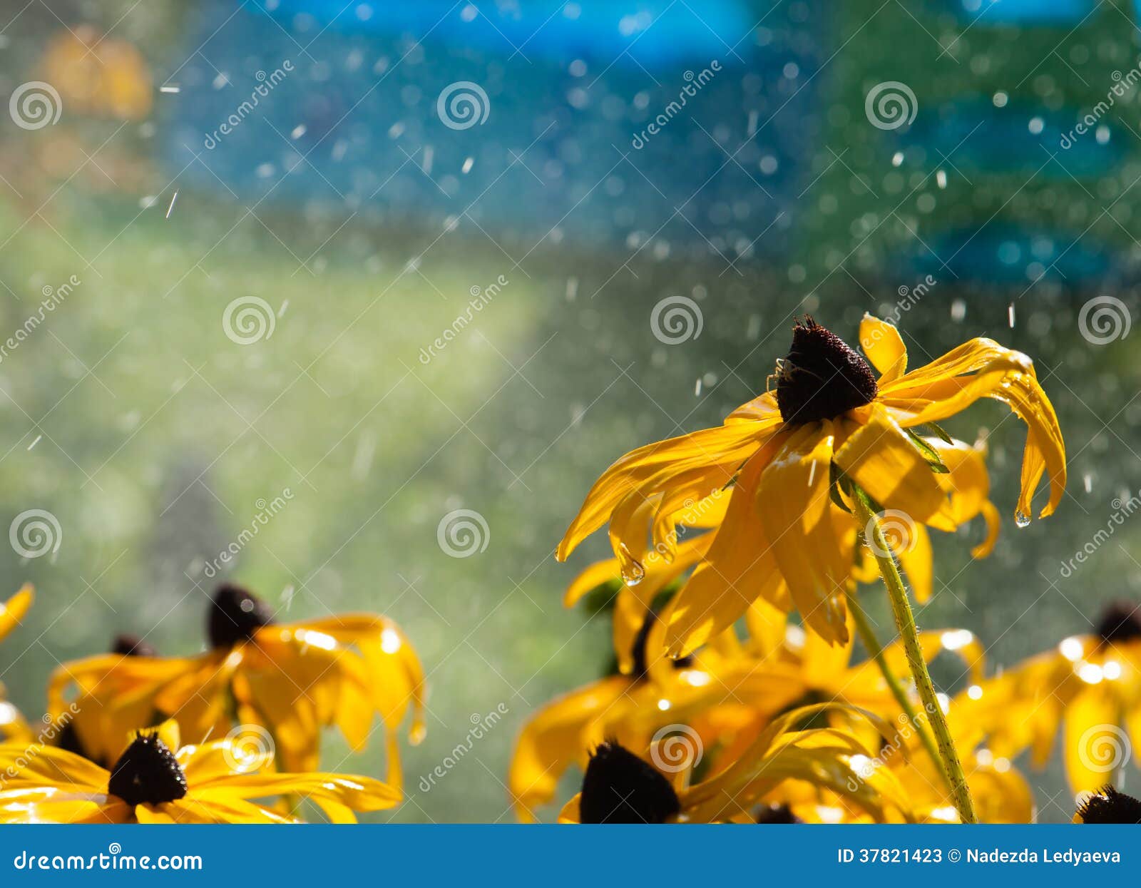 Warm Summer Rain Drops on Yellow Flowers Stock Image Image of bokeh