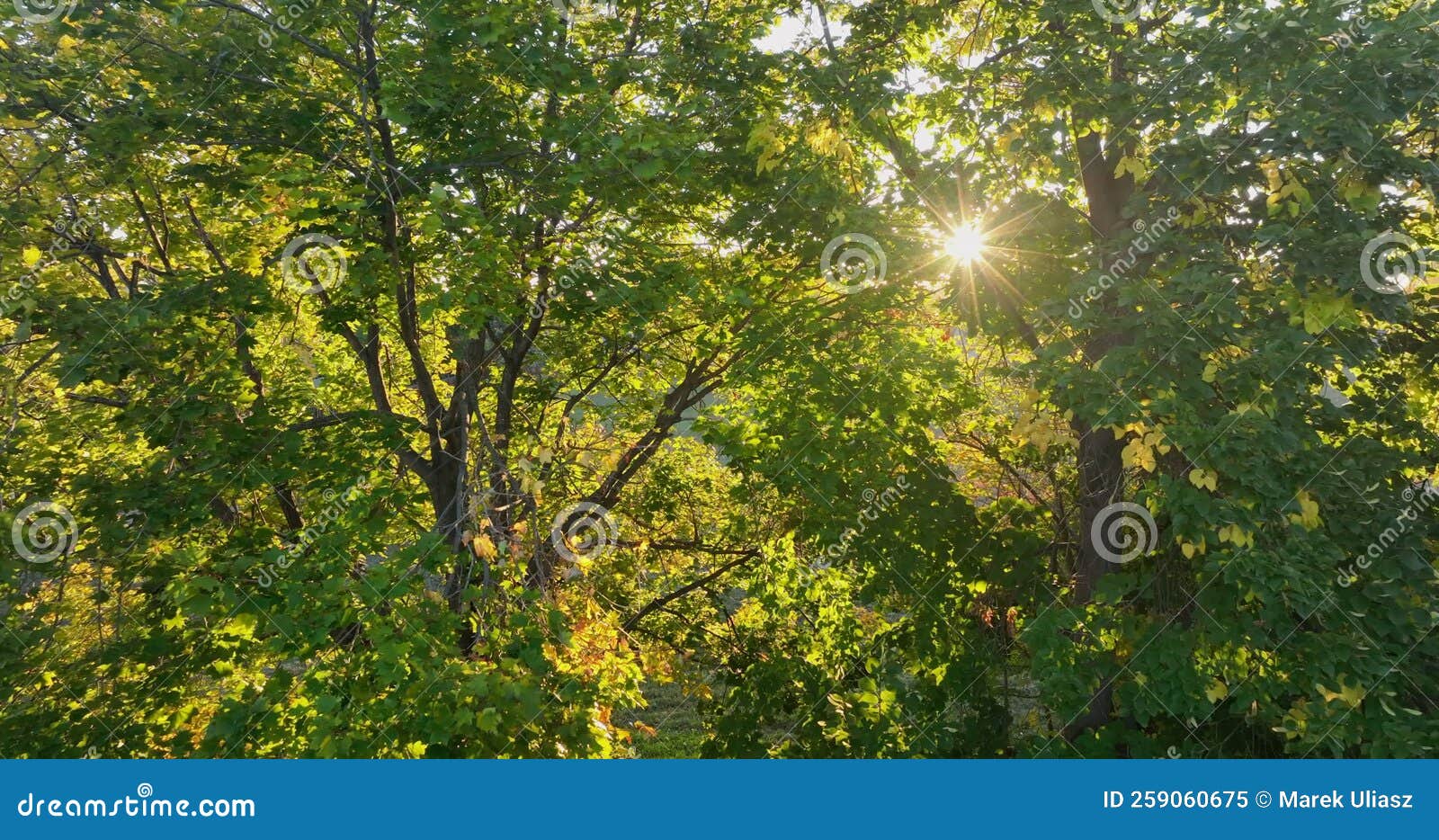Warm Sun Shining through Tree Foliage in Backyard Stock Video Video