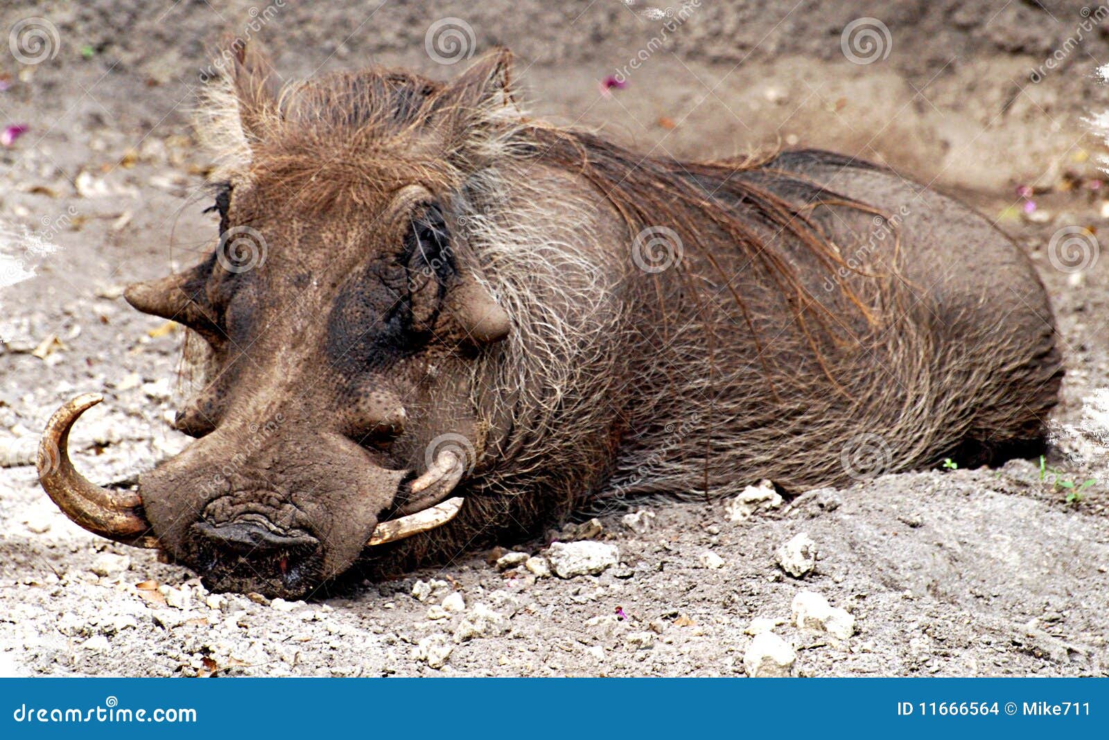 Wart Hog stock photo. Image of horns, outdoors, jungle 11666564