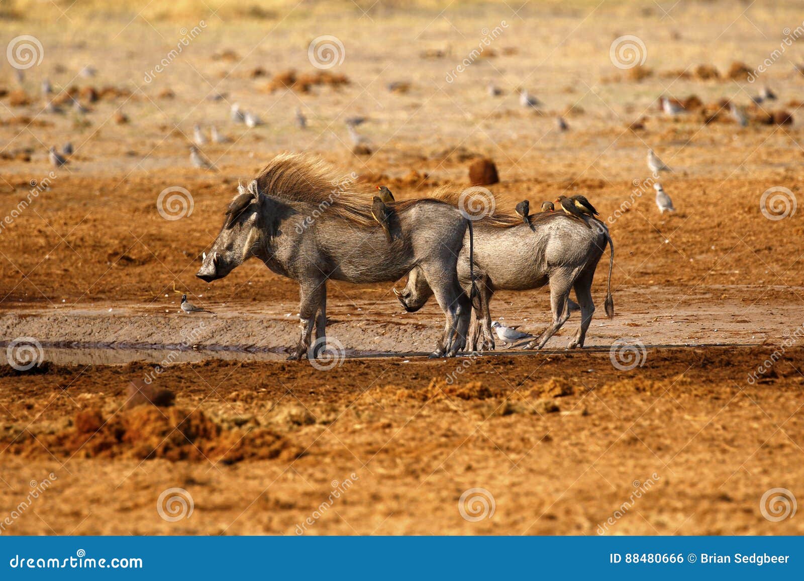 https://thumbs.dreamstime.com/z/wart-hogs-oxpeckers-doves-gathering-yellow-red-billed-feed-off-hide-cleaning-them-parasites-88480666.jpg